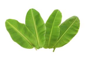 whole fresh banana leaves isolated on white background photo