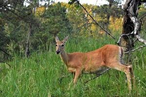 Wary White Tailed Deer Ready to Bound Off photo