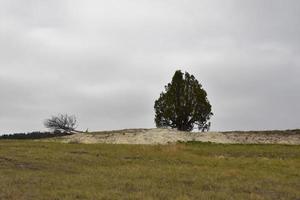 Lone Tree on a Prairie in North Dakota photo