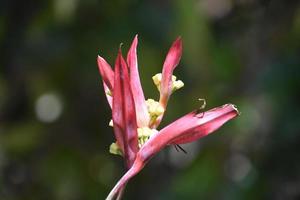 Blooming Red and Yellow Flowers on a Summer Day photo