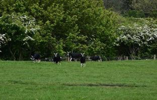 Black and White Horned Goats Grazing in a Field photo