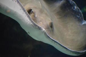 A Close Up Look at the Face of a Stingray photo