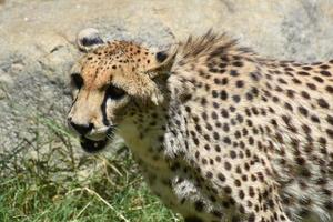mire de cerca a la cara de un gran guepardo foto