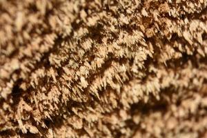 Fantastic Up Close Look at Wood Grain photo