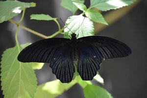 cerrar gran mariposa mormona en una hoja foto