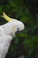Profile of a Yellow Crested Cockatiel Bird photo