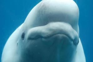 sonrisa en la cara de una ballena beluga bajo el agua foto