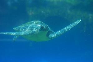 Sea Turtle Swimming Along Underwater photo