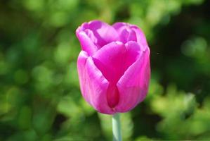 Single Solitary Dark Pink Tulip Flower Blossom photo