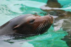 Great Face of a Sea Lion with Whiskers photo