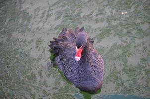 Black Swan with a Red Beak Swimming in a Pond photo