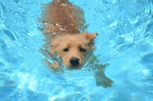 nadador olímpico golden retriever foto