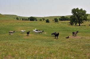 manada de burros de pie juntos en un campo foto