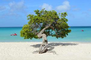 Divi Divi Tree in Aruba photo