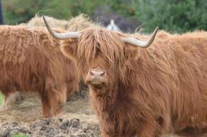 Absoltuely Adorable Highland Cow with a Super Cute Face photo