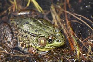 Really Close Up Look at a Toad in a Marsh photo