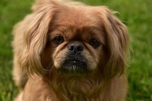 mirando directamente a la cara de un perro pequinés foto