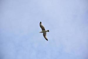 Blue Skies with a Flying Seagull with Wings Spread photo