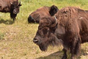 pequeña manada de bisontes de pie juntos en un día de verano foto