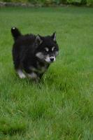 Gorgeous Alusky Puppy Running Through Green Grass photo