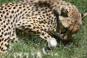 Sleek Coat on a Cheetah Cat Curled Up on Himself photo