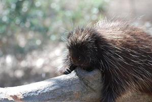 Porcupine Holding the Log as He Sleeps photo