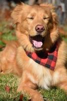 Yawning Duck Tolling Retriever Dog in the Sun photo