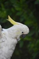 Wings on a White Cockatoo Drawn Back photo