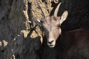 Adorable Face of a Young Bighorn Sheep photo