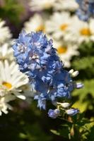 Garden with Flowering Delphinium Blossoms in a Bloom photo