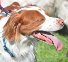 precioso perro bretaña esponjoso con los ojos cerrados foto