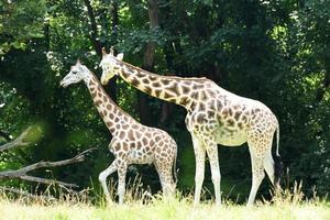 Adorable Mother and Baby Giraffe In Nature photo