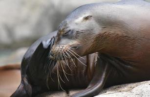 Adorable Shot of a Silky Looking Sea Lion photo