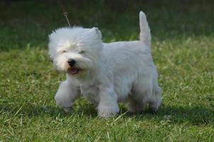 Adorable West Highland White Terrier on a Leash photo