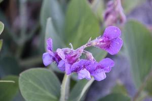 Dew Clinging to the Petals of a Pea Plant photo