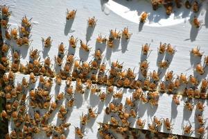 Bee Hive with Swarming Bees on the Hive Boxes photo