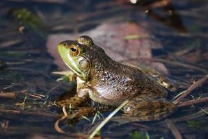 Fantastic View of a Toad in Shallow Water photo