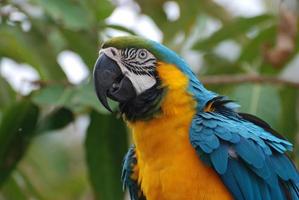 plumas erizadas en un guacamayo azul y amarillo foto