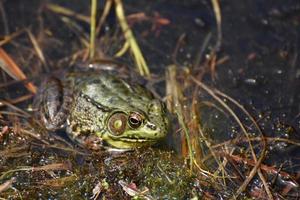 Looking into the Face of a Toad in a Swamp photo
