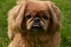 Perro pequinés de jengibre con la lengua afuera foto