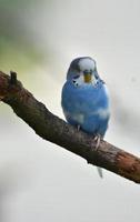 Perched Light Blue Parakeet on a Tree Branch photo