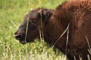 Juvenile American Buffalo Through Blades of Grass photo