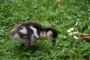 It's Time to Smell the Flowers Says the Duckling photo