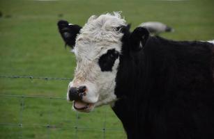 vaca mugiendo de pie junto a la valla foto
