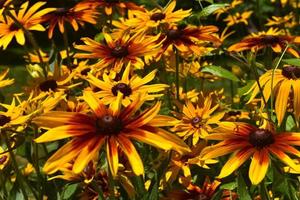 Gorgeous Close Up of Black Eyed Susans in the Spring photo