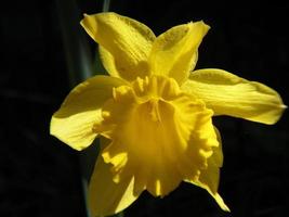 Perfect Single Daffodil Blossom in Bloom photo