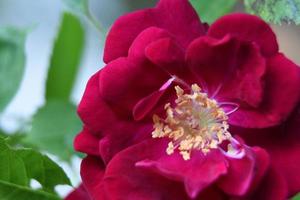 impresionante mirada en el centro de una rosa roja foto