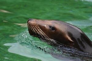 increíble primer plano de este león marino marrón foto