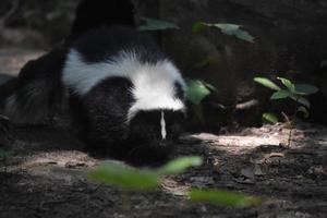 Beautiful Black and White Skunk with a Ray of Sunshine photo