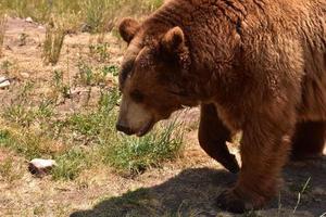 día de verano con un primer plano de un oso pardo foto